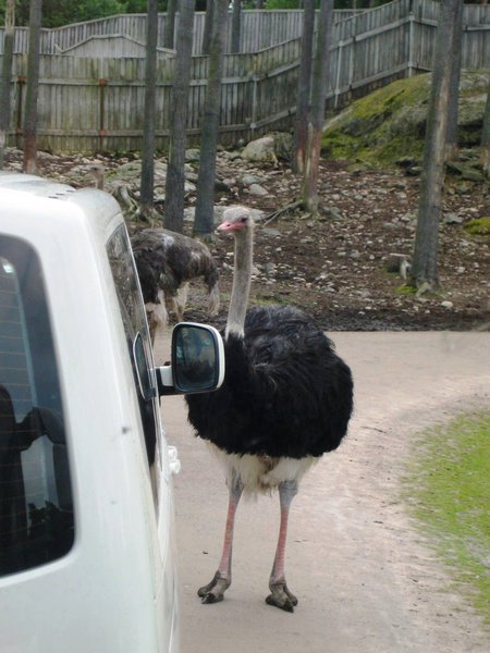 Unafraid ostrich