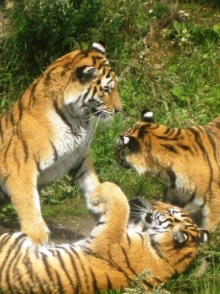 Brotherhood at the Tiger World