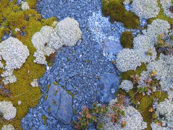 Moss, lichen, rocks