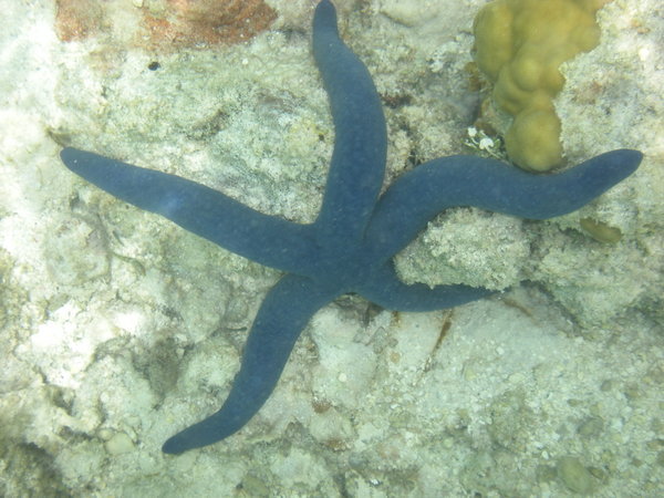 Blue starfish at Muri Lagoon
