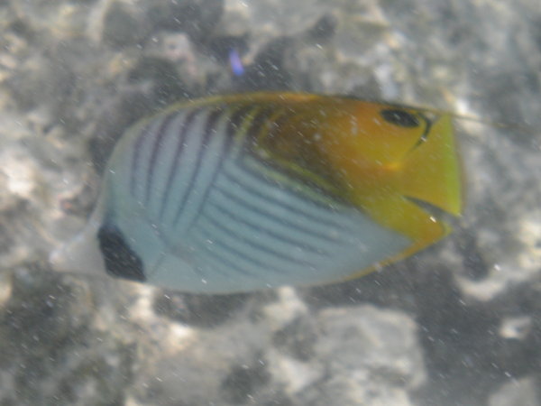 Fish at Fruits of Rarotonga