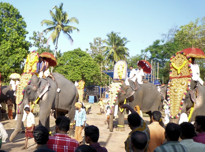 Elephants about to Parade