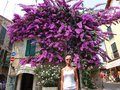 Some purple tree in Sirmione