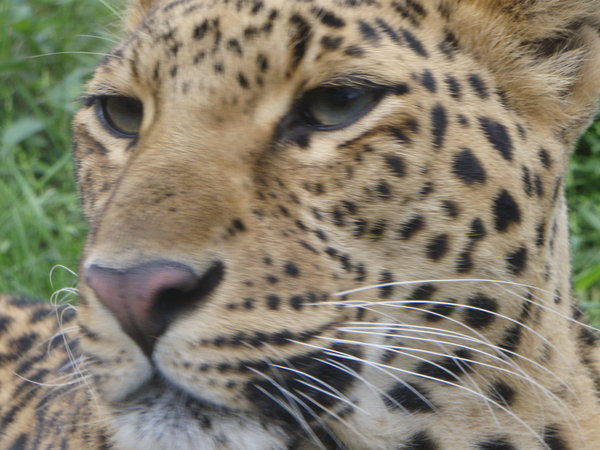 Photogenic leopard