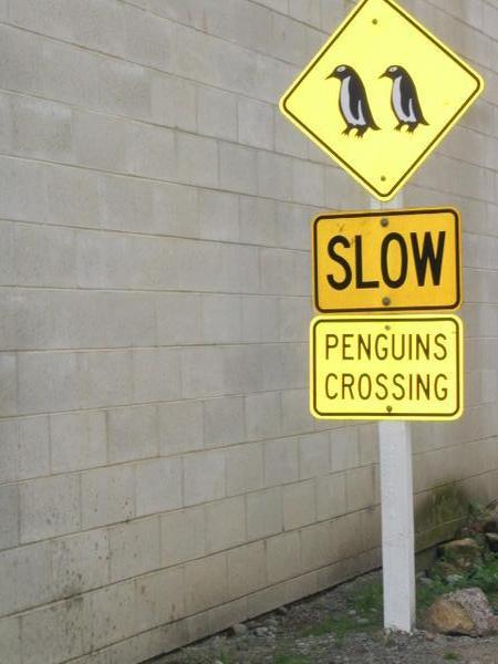 Oamaru penguin colony
