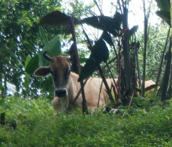 Cow Pasture, Costa Rican style