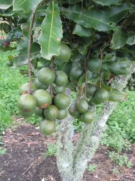 Macadamia nuts growing
