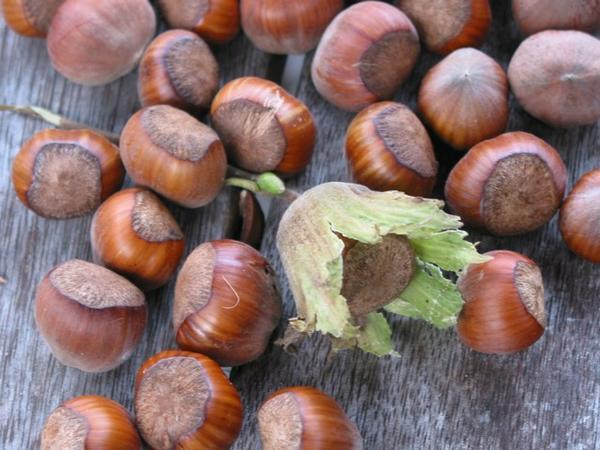 Some of the hazelnut harvest