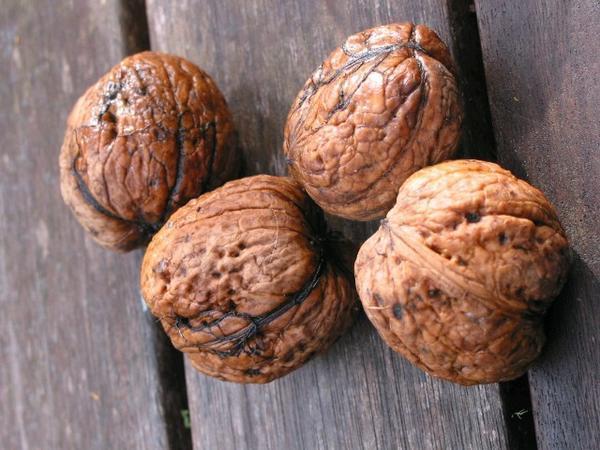 Some of the walnut harvest