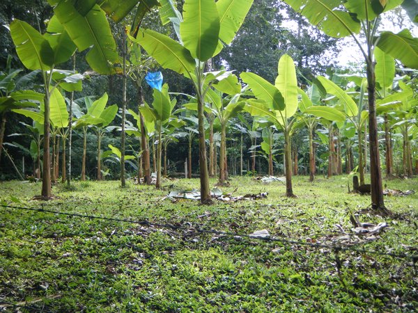 Banana Plantations