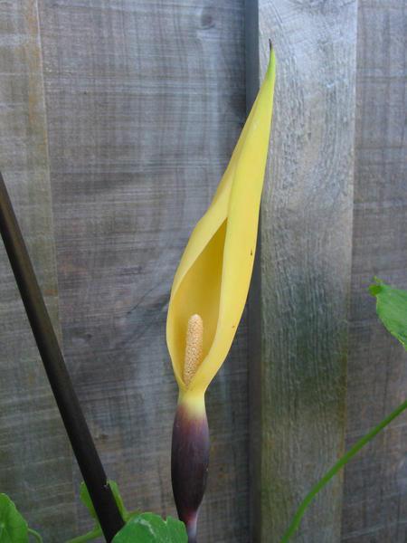 Flower of the Black Taro plant