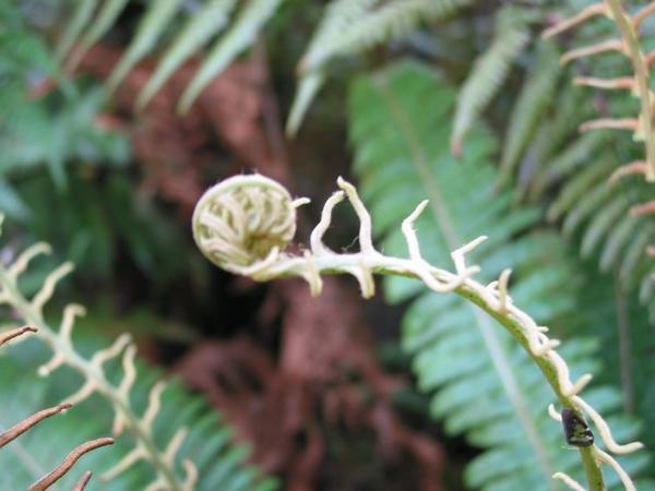 Koru: Maori term for fern 