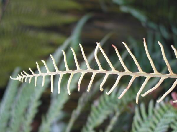 Koru: Maori term for fern 