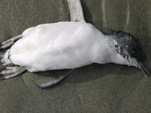 Baby Blue Penguin