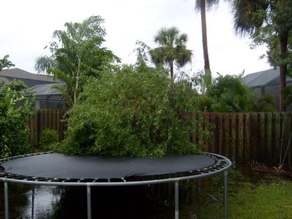tree, meet trampoline