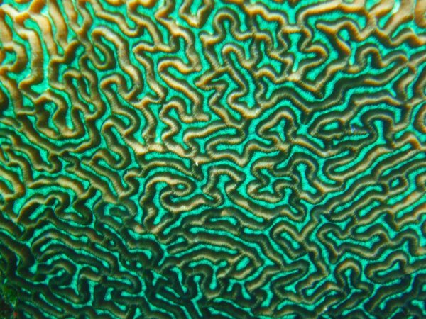 brain coral up close