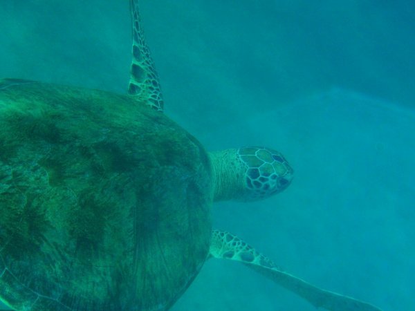 up close turtle