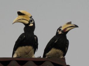 hornbills