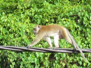 monkey on the wire