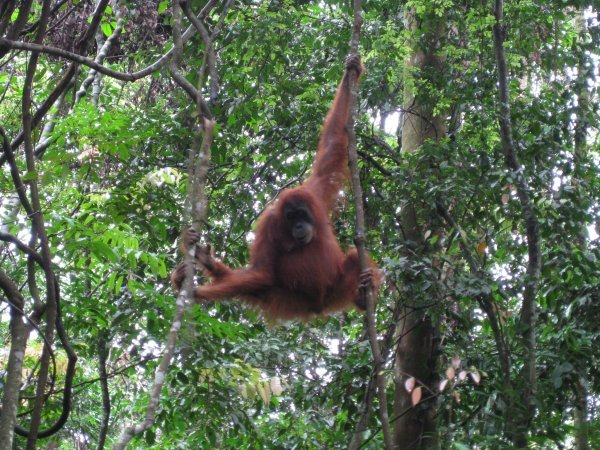 3. first orangutan sighting