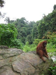 27. Orang-utan  meaning man of the jungle
