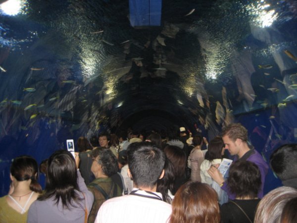 En tunnel med fisk