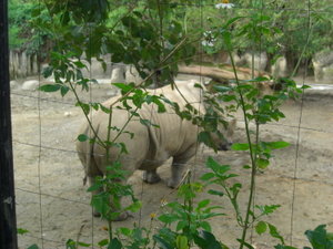 Rhino's