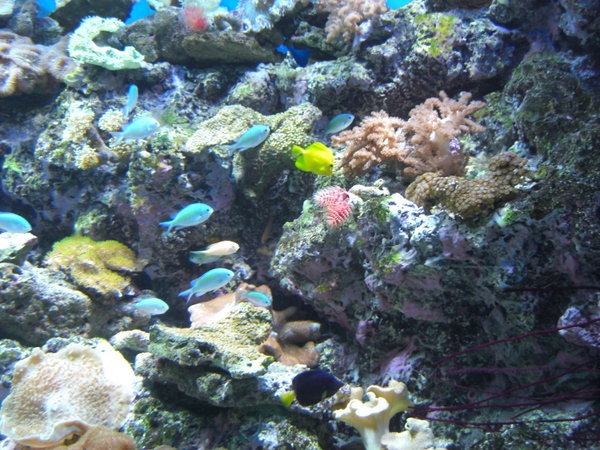 Atoll Reef