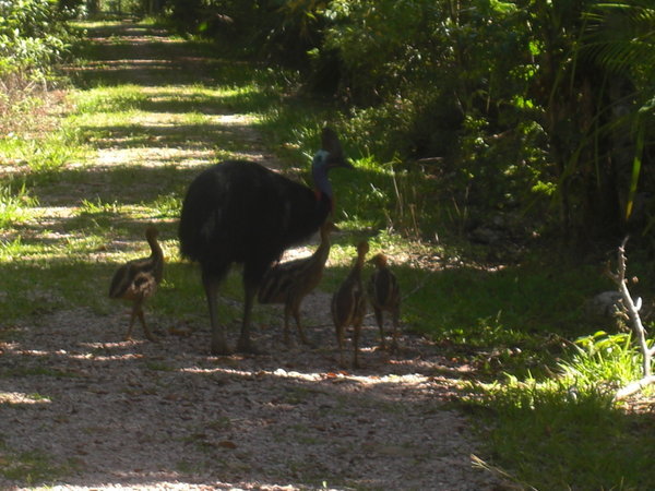 Cassowary and her chicks