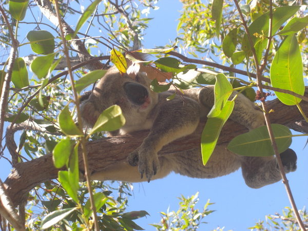 Male Koala