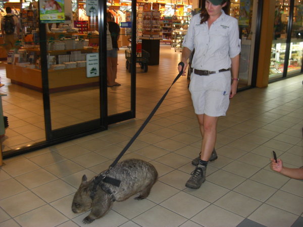 Walking a Wombat