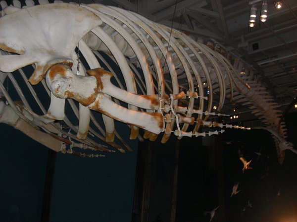 Whale Skeleton (The Rest)