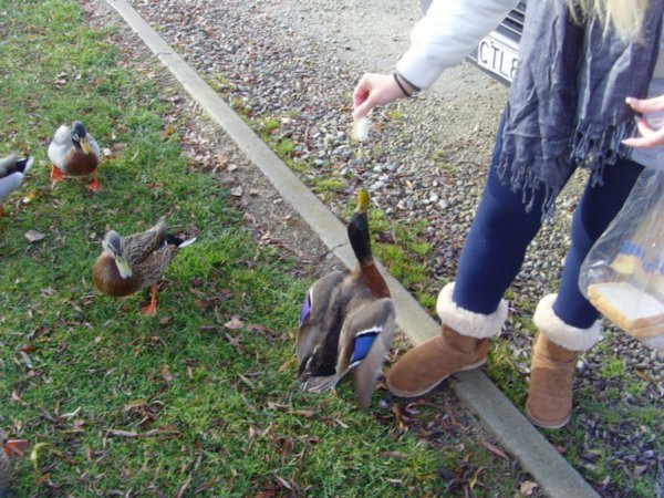 Feeding the ducks again