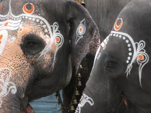 Temple elephants