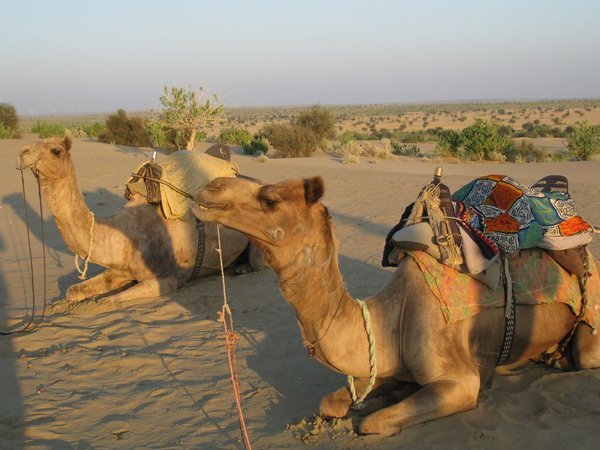 Our camels resting