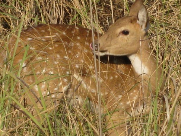 Spotted deer spotted in the bush