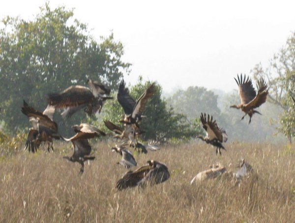 Startled vultures leaving their dinner