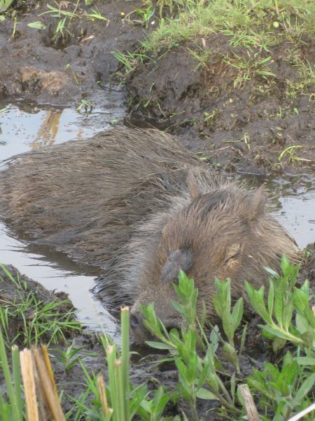 Capybara wollowing in it's mud hole