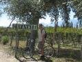 Wine tasting and bike rides in Cafayate