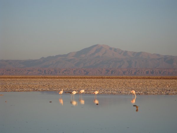 Flamingos feeding in a salt lake