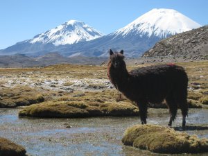 Snow capped volcanos and grazing Lamas at Lauca National Park