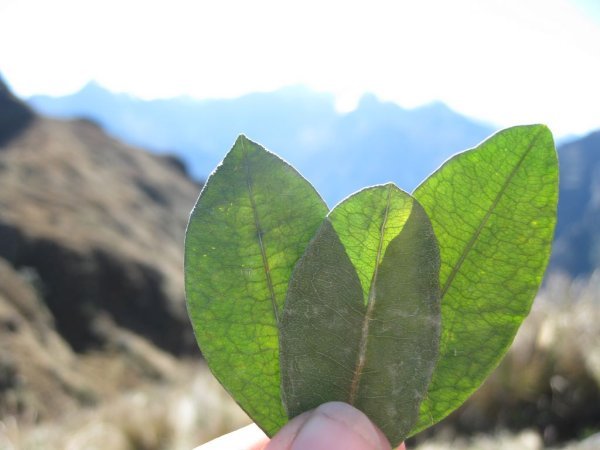 Three perfect coca leaves held up to the mountains