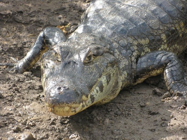 Crocodile in the wetlands