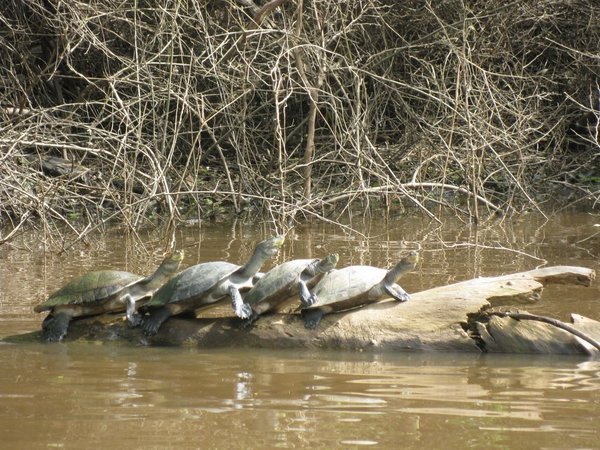 Turtles in the sun