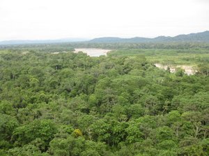 View from a lookout over the jungles tree canapy