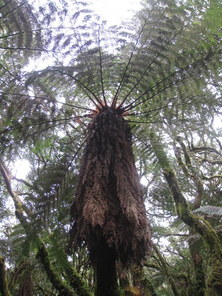 Giant fern tree in Samaipata's cloud forest
