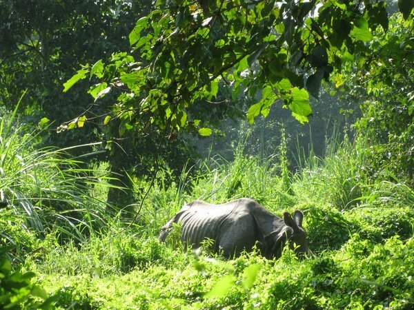 Watching a rhino through bushes