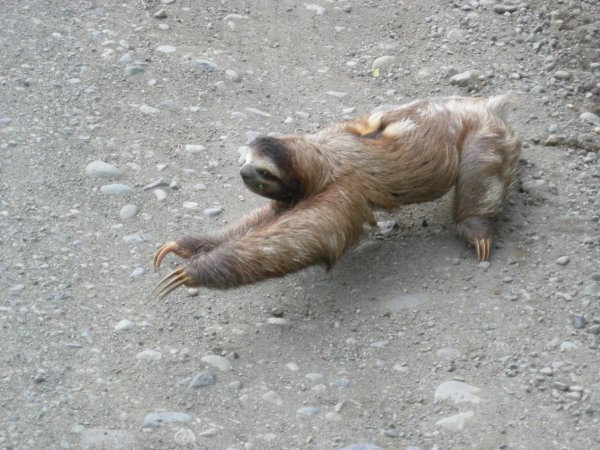 Sloth/Faultier