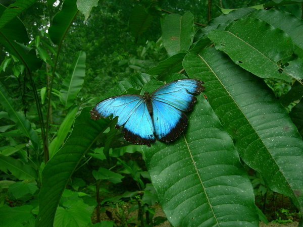 Another Butterfly/Nochein Schmetterling