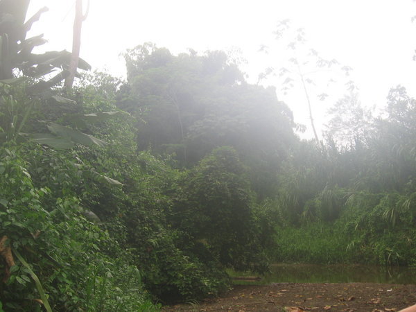 More rainforest..